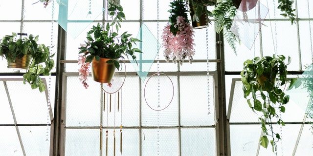 Hangplanten in hangplanten bakken